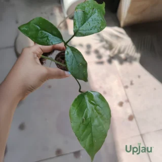 buy-golden-shower-cascade-climber-sapling