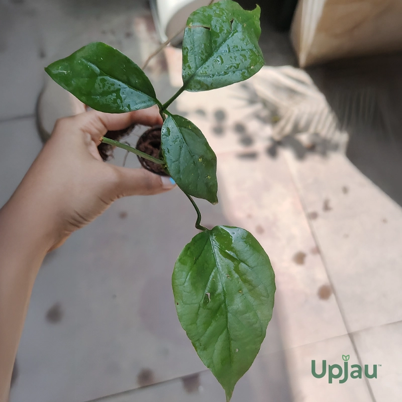 buy-golden-shower-cascade-climber-sapling