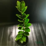 buy zz plant online india