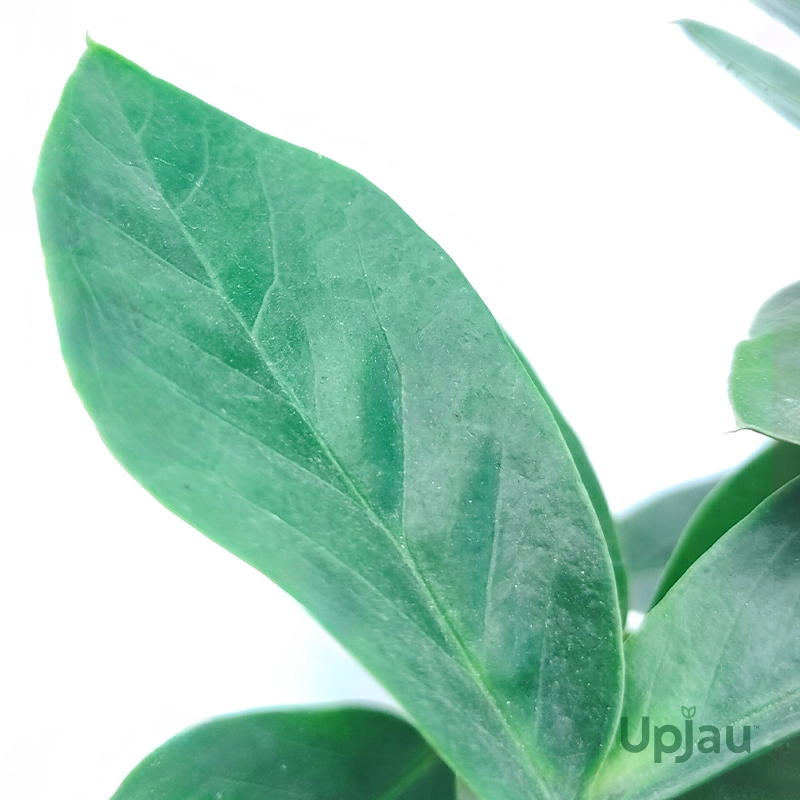 zanzibar-gem-buy-online