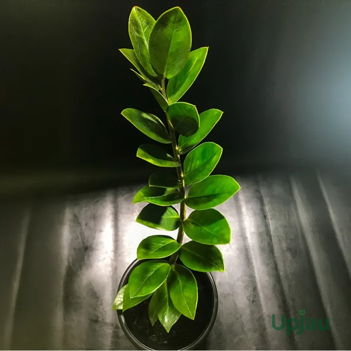 ZZ Plant / Zamioculcas Zamiifolia Plant (Sapling)