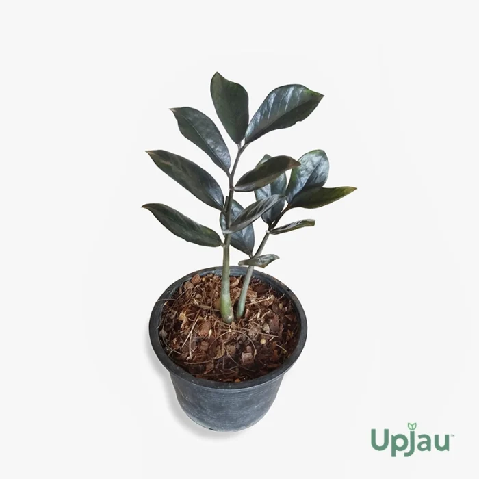 Black ZZ Plant (Zamioculcas zamiifolia) Sapling