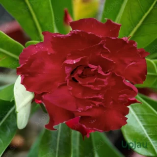 Adenium_210