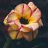 Adenium Rosy Grafted (Double Petal Yellow & Pink)