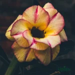 Adenium Rosy Grafted (Double Petal Yellow & Pink)