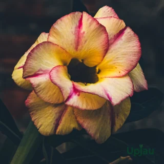 Adenium_R23
