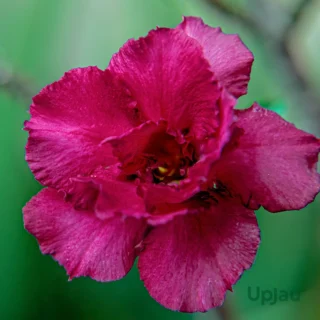 Adenium_R63
