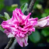 Adenium Triple Petal Hot Pink Color Grafted Plant