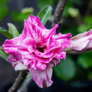 Adenium_R84