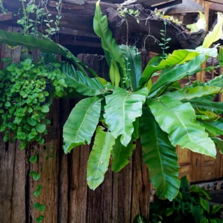 Bird nest fern 1
