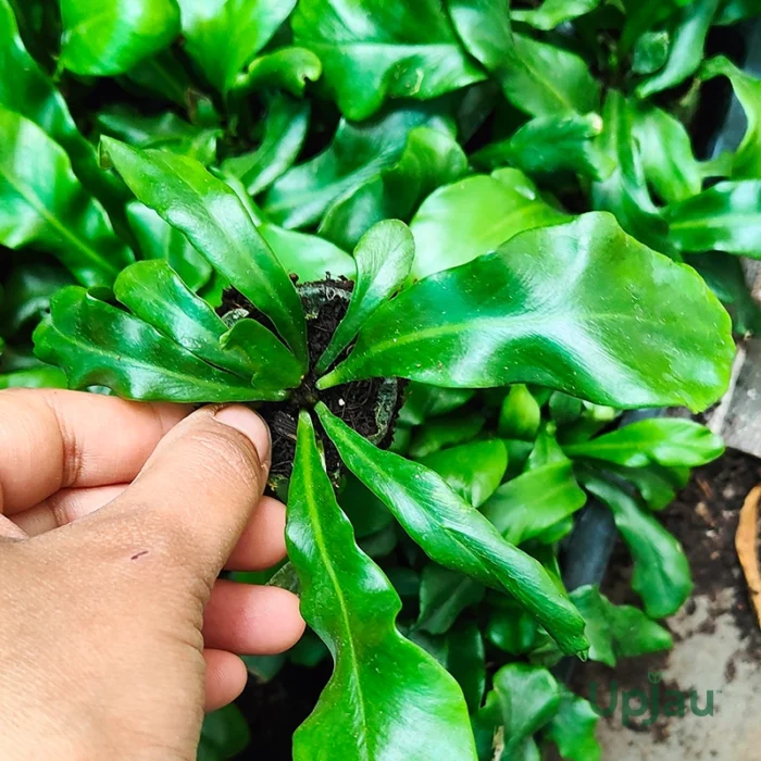 Bird Nest Fern (Sapling) - Image 2