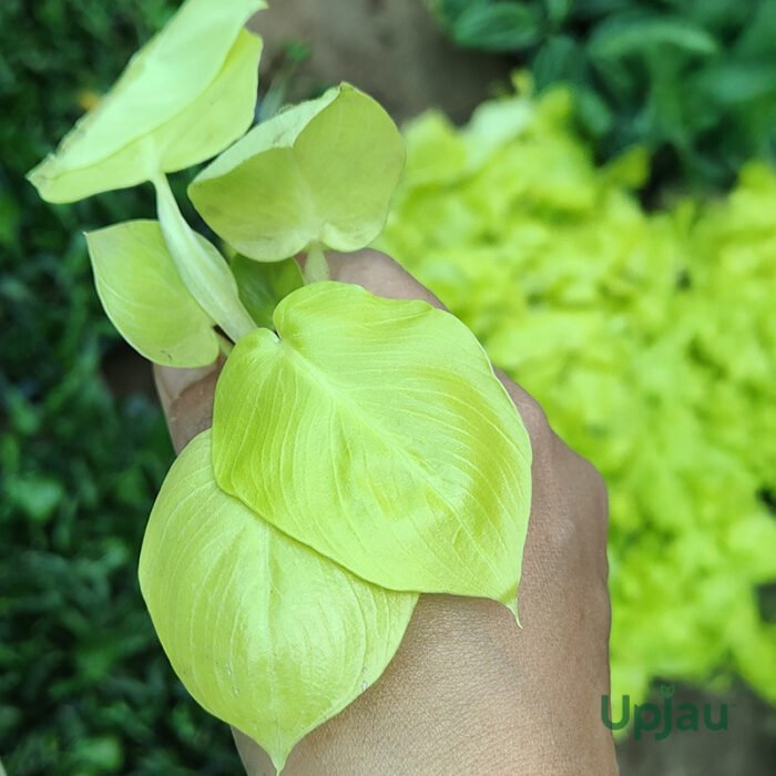 Philodendron Golden Selloum Sapling - Image 2