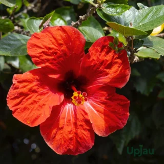 Chinese Hibiscus Plant Sapling ( Hibiscus or Gulhad viceroy )