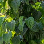 buy betel leaf plant maghai paan plant sapling piper betle vine india