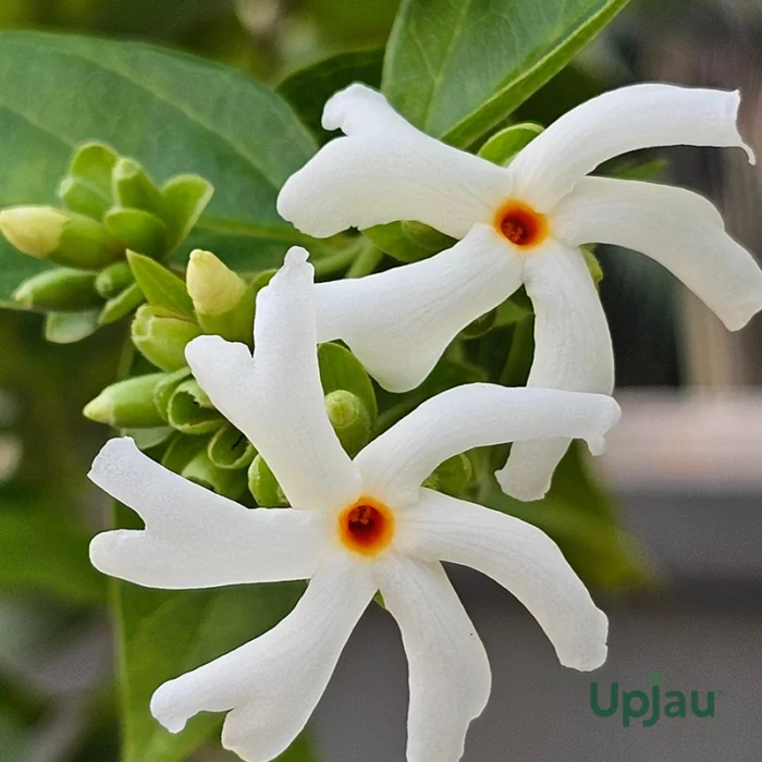 Parijat Coral Jasmine Dwarf Plant (Sapling)