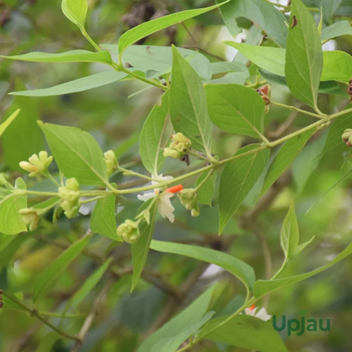 Parijat Coral Jasmine Dwarf Plant (Sapling) - Image 2