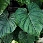 Philodendron Colombia Silver (Sapling)