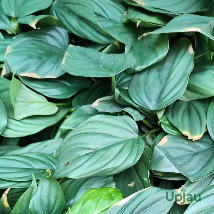Philodendron Colombia Silver (Sapling) - Image 3