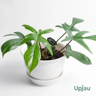 Philodendron Squamiferum Plant5