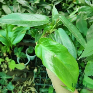 Philodendron Squamiferum PlantA