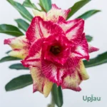 Adenium Rosy Grafted  Plant (Red & White Liner)
