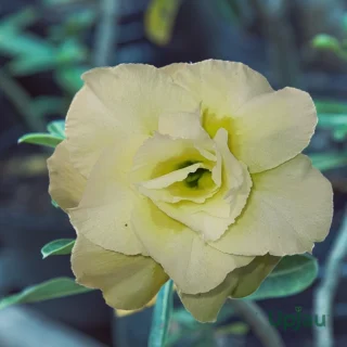R196