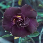 Adenium Plant Rosy Grafted (Triple Petal Purple Black)