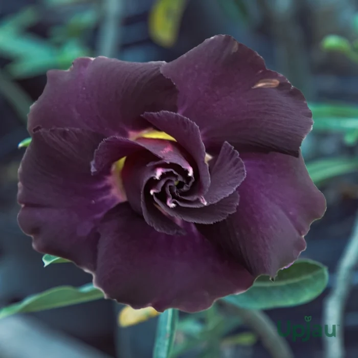 Adenium Plant Rosy Grafted (Triple Petal Purple Black)