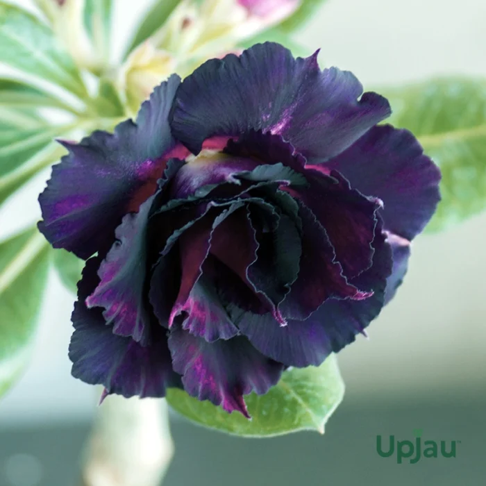 Adenium Plant Rosy Grafted (Triple Petal Purple Black) - Image 3