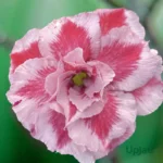 Adenium Plant Rosy Grafted (Triple Petal Dual Tomato Colour )