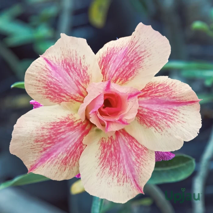 Adenium Plant Rosy Grafted (Triple Petal Yellow & Pink)