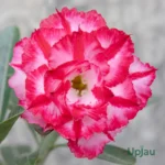 Adenium Rosy Grafted (Red & White)