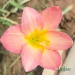 Rain Lily Hybrid Zephyranthes Aurora Bulb