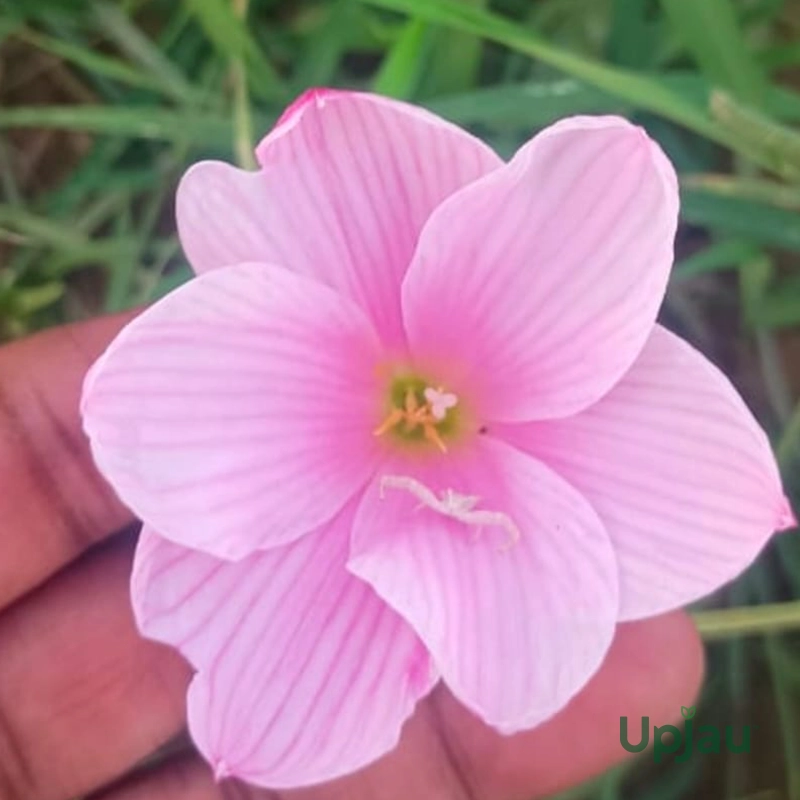 Rain lily_Sakura