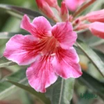 Adenium Single Petal Red Liner
