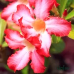 Adenium Single Petal Grafted Plant Starlight Red