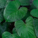 Alocasia Cucullata plant for sale – air-purifying tropical plant