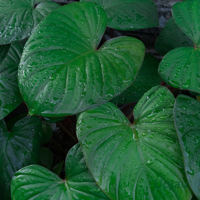 alocasia-cucullata-indoor-plant