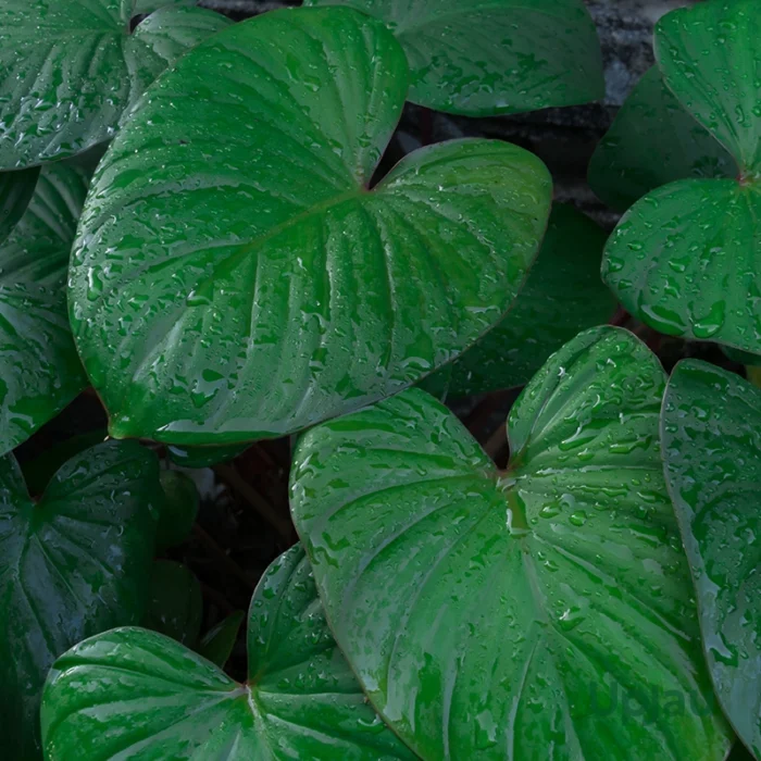 Alocasia Cucullata Plant