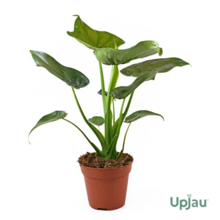 buy-alocasia-cucullata