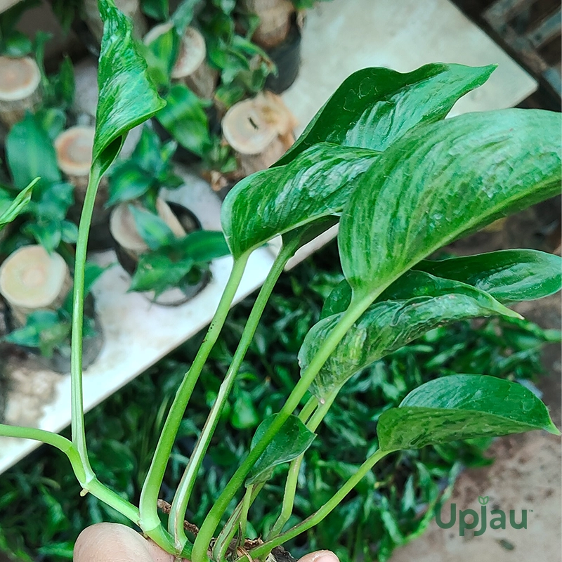 buy-epipremnum-shangri-la-plant