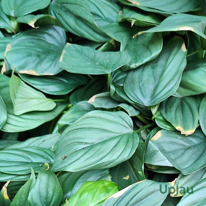 philodendron colombia silver