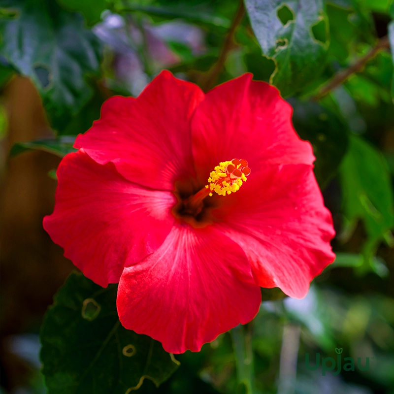 chinese-hibiscus-flower-double-bloom-red
