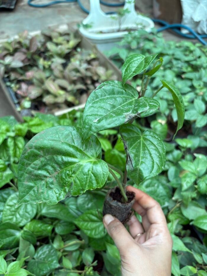 Spicy Paan Plant - Image 2
