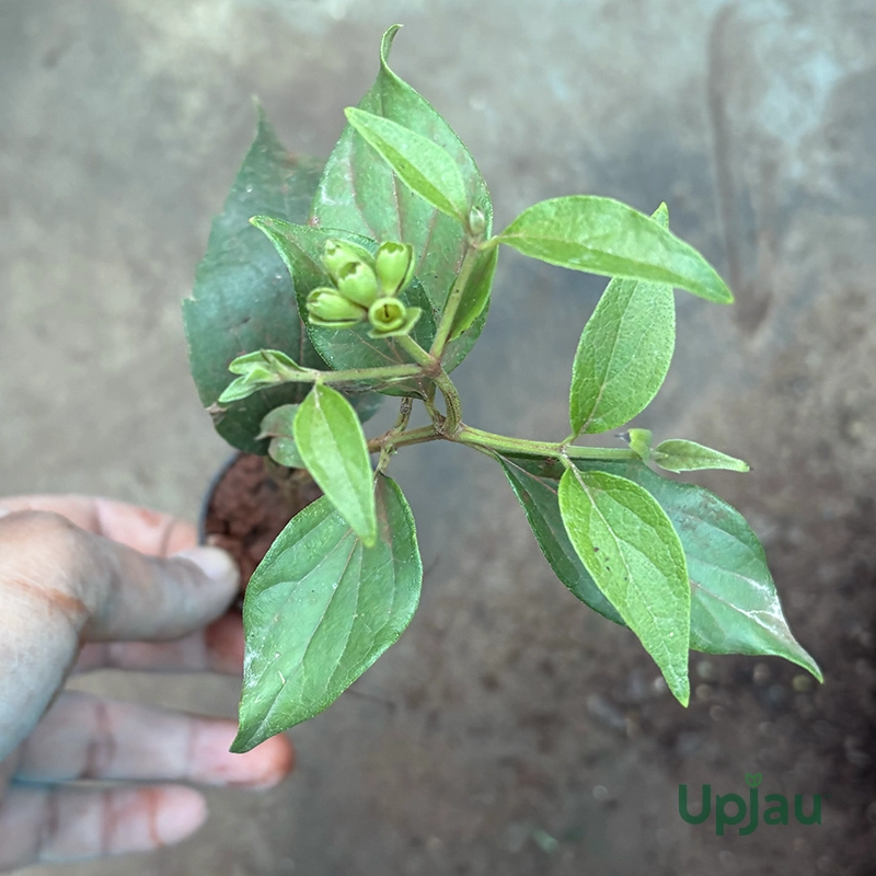 Parijat Flower Plant Sapling (Harsingar / Night Flowering Jasmine / Coral Jasmine) - Image 3