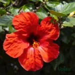 Hibiscus Plant (Gulhad Viceroy) for sale online in India