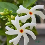 Parijat flower plant with white orange blooms