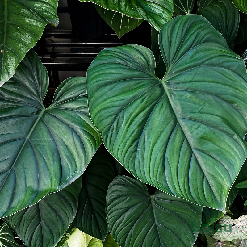 philodendron-colombia-silver-plant-sapling-indoor