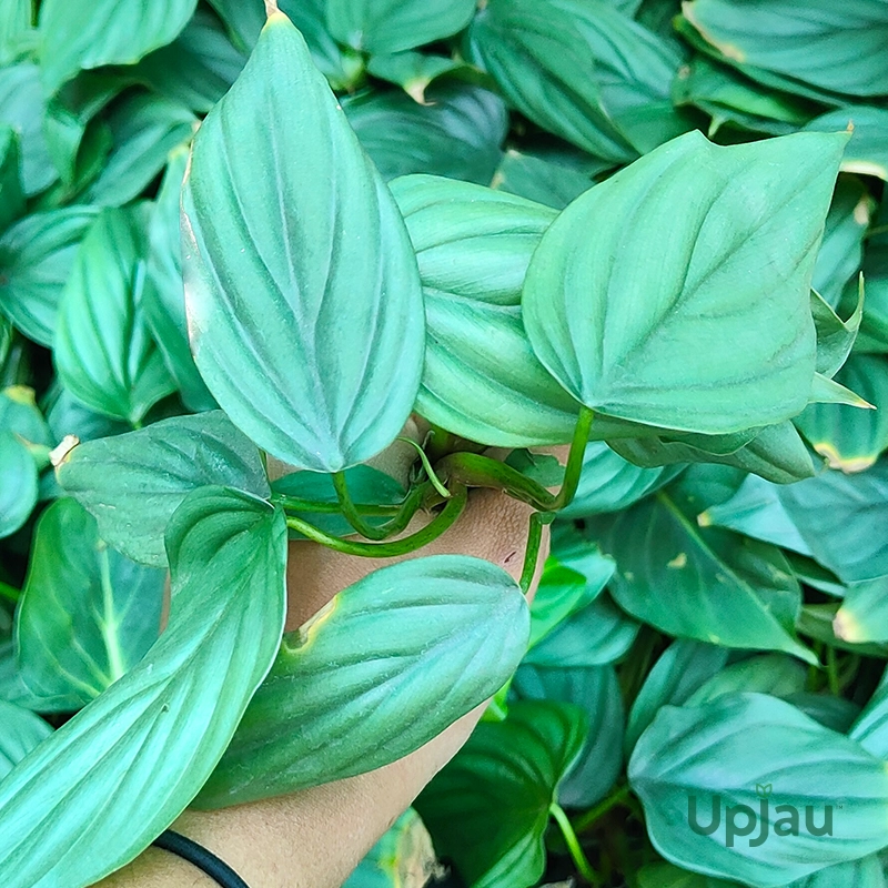 philodendron-sp-colombia-indoor-plant-india