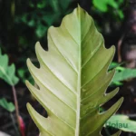 Philodendron Caramel Pluto (Sapling)